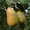 Саженцы груши, крупномеры груш из питомника в Подмосковье - Изображение #2, Объявление #1724838