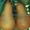 Саженцы груши, крупномеры груш из питомника в Подмосковье - Изображение #4, Объявление #1724838
