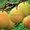 Саженцы груши, крупномеры груш из питомника в Подмосковье - Изображение #5, Объявление #1724838