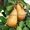 Саженцы груши, крупномеры груш из питомника в Подмосковье - Изображение #7, Объявление #1724838