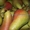 Саженцы груши, крупномеры груш из питомника в Подмосковье - Изображение #8, Объявление #1724838