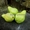 Саженцы груши, крупномеры груш из питомника в Подмосковье - Изображение #9, Объявление #1724838