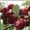  Саженцы вишни, крупномеры вишень с доставкой из питомника в Подмосковье - Изображение #4, Объявление #1725106