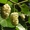 Плодовые деревья и плодовые крупномеры (большемеры) взрослые деревья из питомник #1725851