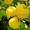 Плодовые деревья и плодовые крупномеры (большемеры) взрослые деревья из питомник - Изображение #10, Объявление #1725851