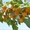 Плодовые деревья и плодовые крупномеры (большемеры) взрослые деревья из питомник - Изображение #6, Объявление #1725851