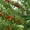 Плодовые деревья и плодовые крупномеры (большемеры) взрослые деревья из питомник - Изображение #8, Объявление #1725851