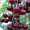 Плодовые деревья и плодовые крупномеры (большемеры) взрослые деревья из питомник - Изображение #9, Объявление #1725851