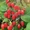 Саженцы малины: малина крупноплодная, ремонтантная, в горшках и в коме с землей - Изображение #3, Объявление #1725513