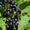 Саженцы смородины ЗКС, в горшках и в коме земли, с плодами из питомника - Изображение #2, Объявление #1725475