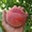 Саженцы персиков,  персики в горшках из питомника и интернет магазина Арбор #1726685