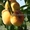 Саженцы персиков, персики в горшках из питомника и интернет магазина Арбор - Изображение #2, Объявление #1726685