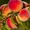 Саженцы персиков, персики в горшках из питомника и интернет магазина Арбор - Изображение #3, Объявление #1726685