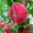 Саженцы персиков, персики в горшках из питомника и интернет магазина Арбор - Изображение #4, Объявление #1726685
