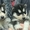 Siberian Husky puppies for adoption - Изображение #2, Объявление #1726616