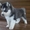 Siberian Husky puppies for adoption - Изображение #1, Объявление #1726616