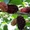  Саженцы шелковицы, шелковица в горшках и в землянном коме с плодами  - Изображение #5, Объявление #1726614