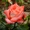 Саженцы кустовых роз из питомника, каталог роз в большом ассортименте в питомник - Изображение #10, Объявление #1727396