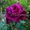 Саженцы кустовых роз из питомника,  каталог роз в большом ассортименте в питомник #1727396