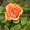 Саженцы кустовых роз из питомника, каталог роз в большом ассортименте в питомник - Изображение #3, Объявление #1727396