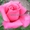 Саженцы кустовых роз из питомника, каталог роз в большом ассортименте в питомник - Изображение #4, Объявление #1727396