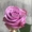 Саженцы кустовых роз из питомника, каталог роз в большом ассортименте в питомник - Изображение #5, Объявление #1727396