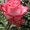 Саженцы кустовых роз из питомника, каталог роз в большом ассортименте в питомник - Изображение #7, Объявление #1727396
