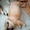 Роскошные французята, щенки французкого бульдога - Изображение #2, Объявление #1728471