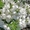 Саженцы жасмина (чубушника), купить крупномеры жасмина в Москве с доставкой и по - Изображение #8, Объявление #1729974
