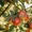Крупномеры яблонь, саженцы яблони и плодовых деревьев в Москве и Подмосковье из  - Изображение #10, Объявление #1730331