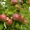 Крупномеры яблонь,  саженцы яблони и плодовых деревьев в Москве и Подмосковье из  #1730331