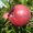 Крупномеры яблонь, саженцы яблони и плодовых деревьев в Москве и Подмосковье из  - Изображение #3, Объявление #1730331