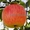 Крупномеры яблонь, саженцы яблони и плодовых деревьев в Москве и Подмосковье из  - Изображение #5, Объявление #1730331
