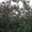 Крупномеры яблонь, саженцы яблони и плодовых деревьев в Москве и Подмосковье из  - Изображение #6, Объявление #1730331