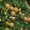Крупномеры яблонь, саженцы яблони и плодовых деревьев в Москве и Подмосковье из  - Изображение #9, Объявление #1730331