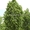 Саженцы и крупномеры липы, взрослые деревья липы с доставкой по Москве и России - Изображение #5, Объявление #1730566