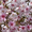 Сакура (вишня японская декоративная) в горшках для посадки купить в Москве и Под - Изображение #3, Объявление #1735231