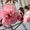 Сакура (вишня японская декоративная) в горшках для посадки купить в Москве и Под - Изображение #7, Объявление #1735231