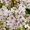Сакура (вишня японская декоративная) в горшках для посадки купить в Москве и Под - Изображение #9, Объявление #1735231