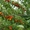 Плодовые деревья и плодовые крупномеры (большемеры)  - Изображение #7, Объявление #1736888