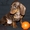 Такса миниатюрная/кроличья- шоколадные щенки - Изображение #4, Объявление #1721073