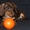Такса миниатюрная/кроличья- шоколадные щенки - Изображение #5, Объявление #1721073