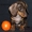 Такса миниатюрная/кроличья- шоколадные щенки - Изображение #6, Объявление #1721073