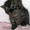 Шотландские прямоухие,плюшевые котята. Питомник-Вязки - Изображение #3, Объявление #187