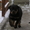 Ротвейлер. Высоко-породные щенки - Изображение #2, Объявление #1508512