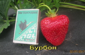 Крупноплодные сорта клубники в Беларуси   - Изображение #3, Объявление #1297503