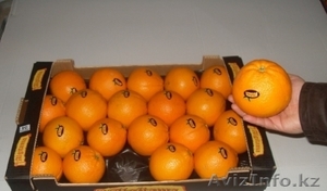 Апельсины, мандарины, лимон, хурма оптом в Испании - Изображение #3, Объявление #1509296