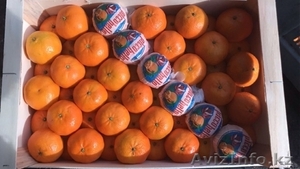 Апельсины, мандарины, лимон, хурма оптом в Испании - Изображение #5, Объявление #1509296