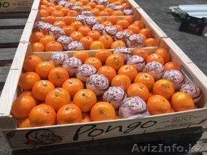 Апельсины, мандарины, лимон, хурма оптом в Испании - Изображение #6, Объявление #1509296