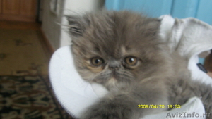 Персидских и экзотических котят - Изображение #1, Объявление #5784